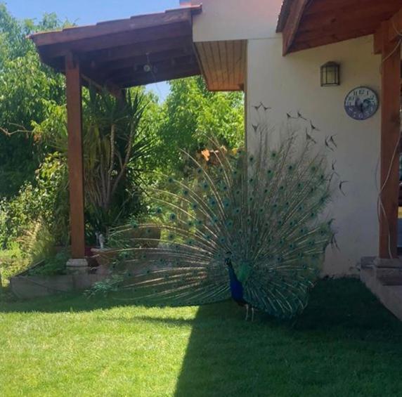 Alojamiento Los Nogales Santa Cruz Ngoại thất bức ảnh